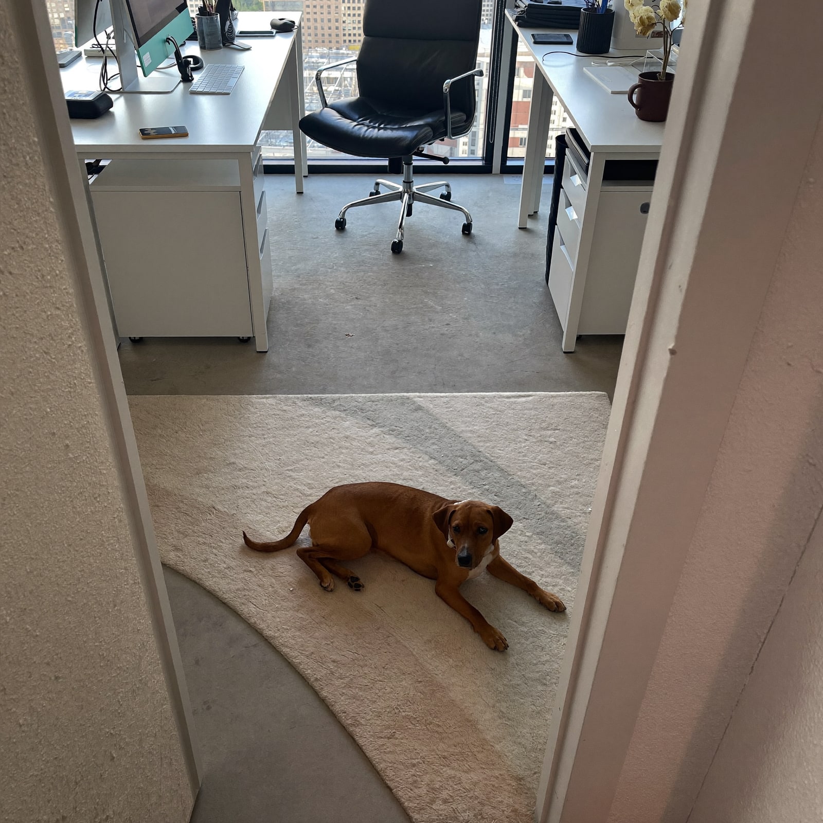 The office dog